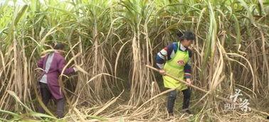 甘蔗爆料原视频,揭秘原视频背后的惊人真相  第2张